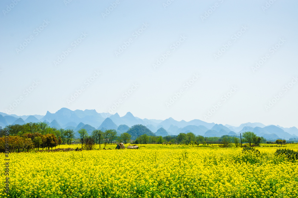 The field of yellow flowers