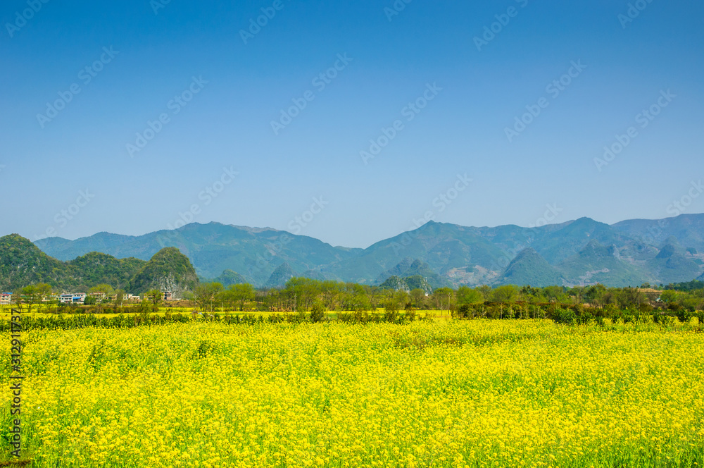 The field of yellow flowers