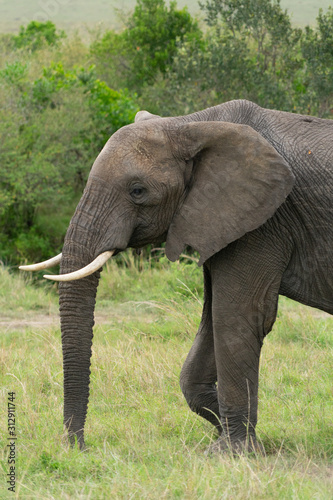 Single elephant in Massai Mara