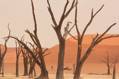 Fototapeta Naklejka Na Ścianę i Meble -  Wüste