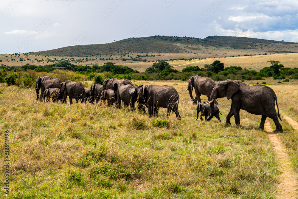 Wild herd of elephants in Masai Mara Wild herd of elephants in Masai Mara
