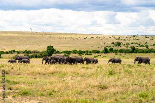 Wild herd of elephants in Masai Mara © Anna