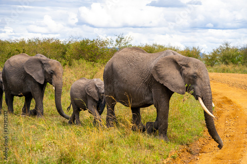 Wild herd of elephants in Masai Mara