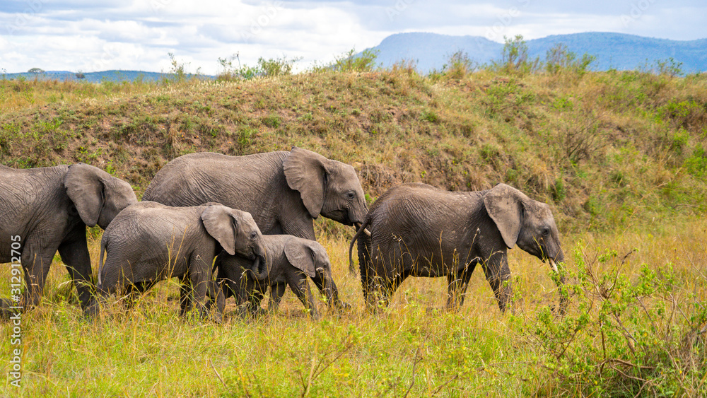 Wild herd of elephants in Masai Mara Wild herd of elephants in Masai Mara