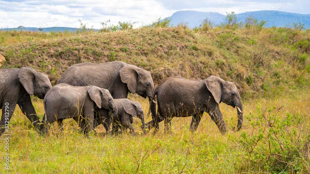 Wild herd of elephants in Masai Mara