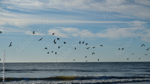 seagulls in flight 001