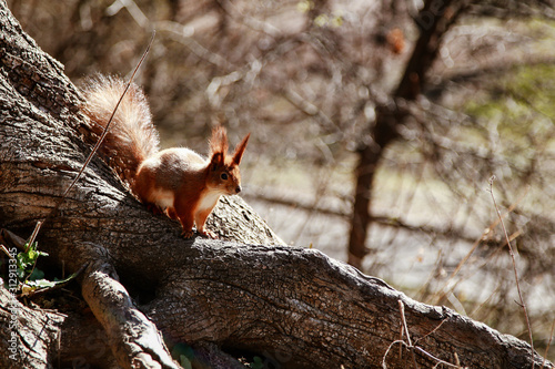 beautiful red squirrel runs on a tree © Тетяна Линник