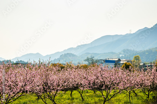 Countryside landscape with mountain in spring