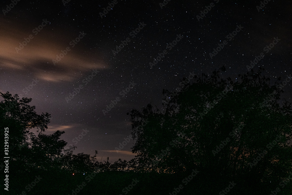 Naklejka premium tree under stars