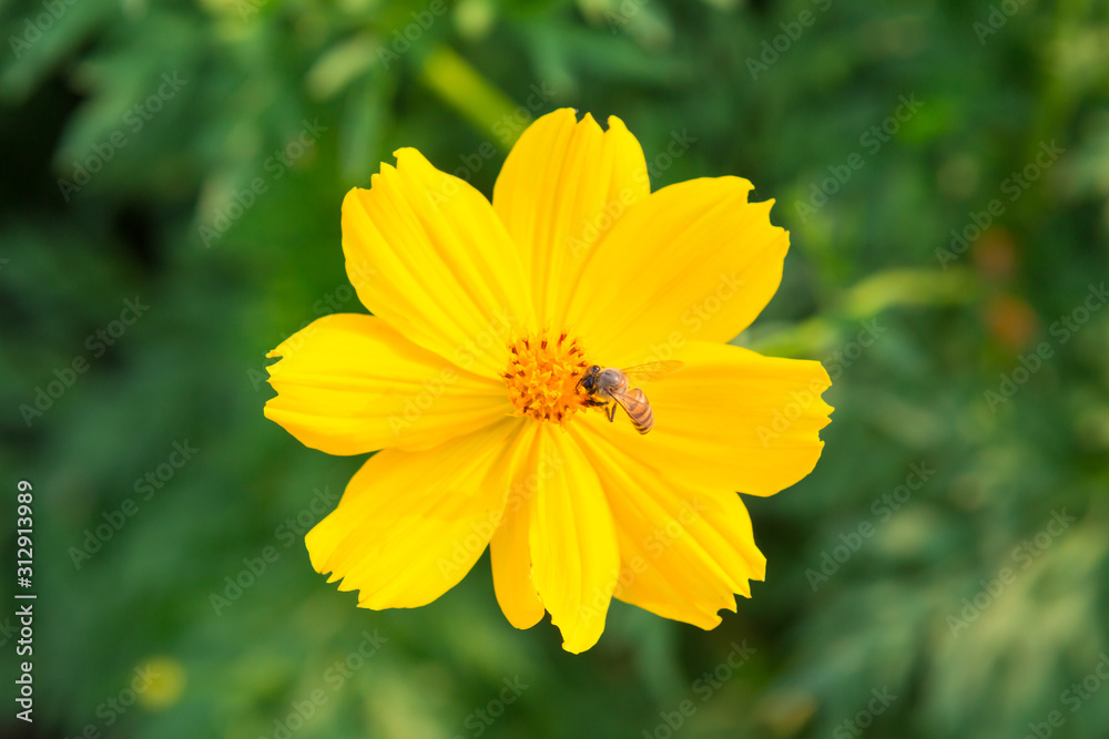 Bee on yellow cosmos flowers Bee on yellow cosmos flowers
