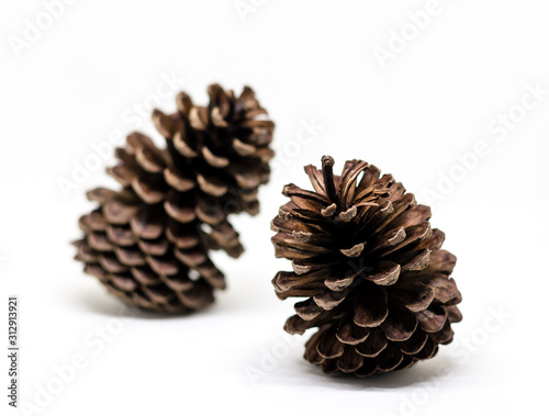 Pine cone isolate picture, pine cone on white background