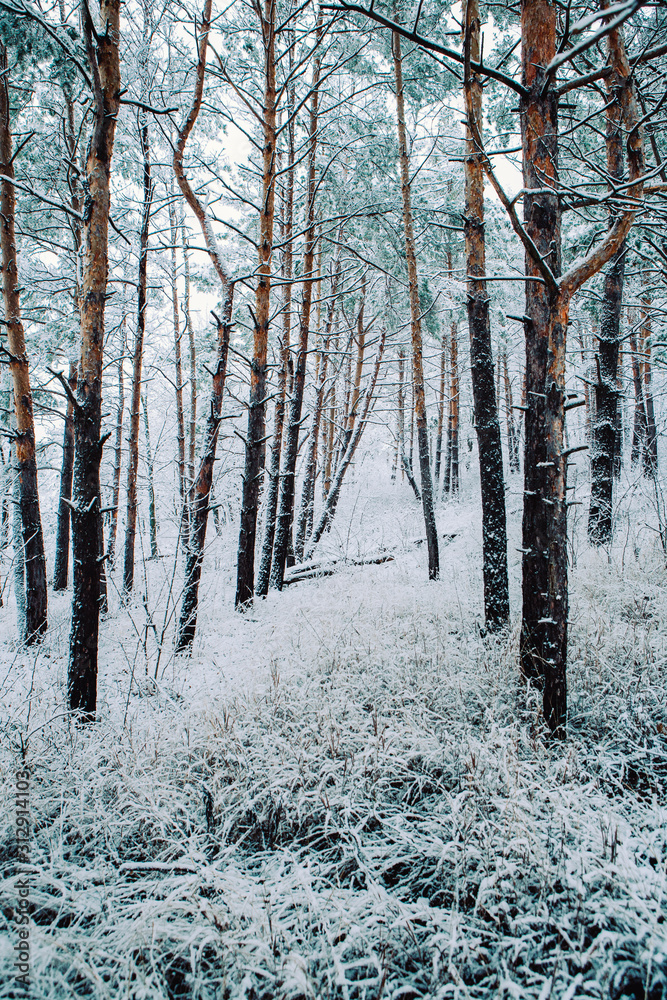 Naklejka premium snowy trees and forest in winter