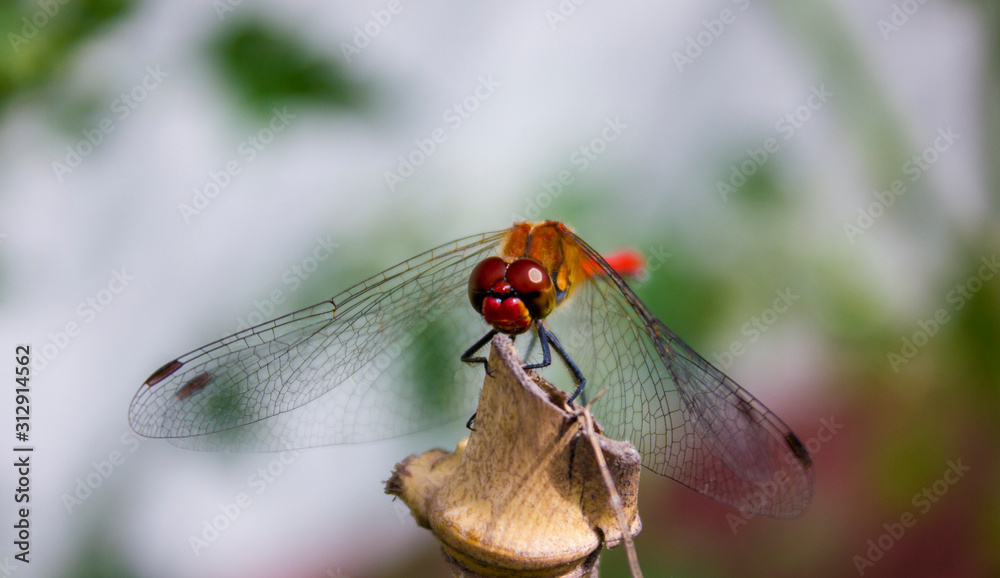 Close up photo of a dragonfly / Yellow-winged Darter (Sympetrum flaveolum) resting on a bamboo stick. Photo taken from ahead. The wings are pointing down. Red, orange and yellow body. Close up photo of a dragonfly / Yellow-winged Darter (Sympetrum flaveolum) resting on a bamboo stick. Photo taken from ahead. The wings are pointing down. Red, orange and yellow body.
