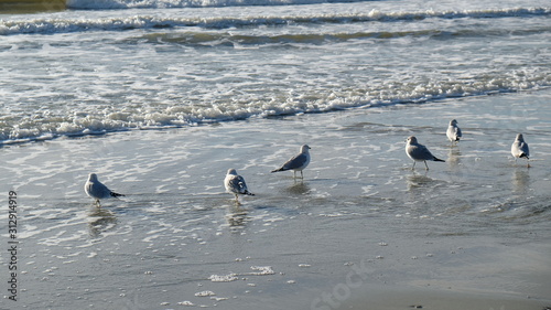 seagulls at play 004