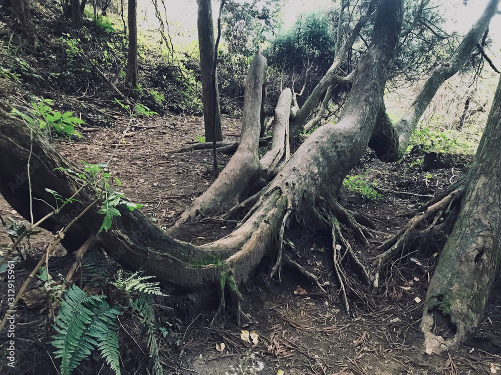 巨樹・巨木の風景