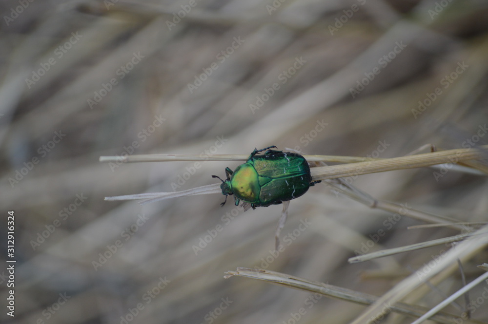 beetle beetle