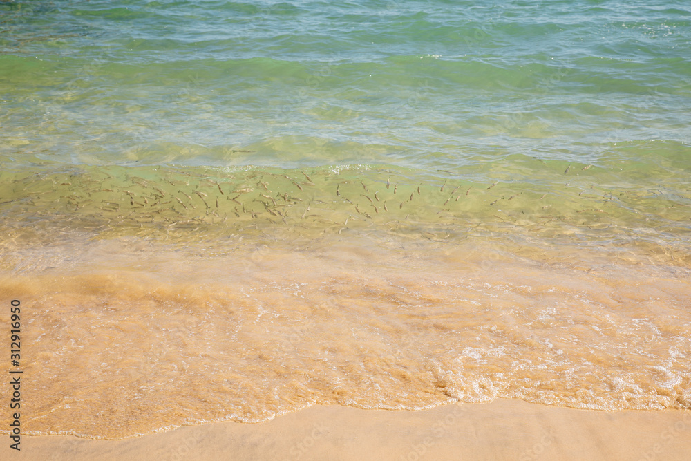 Fishes swimming close to a beach  Blue sea wave, white foam, golden sand beach, turquoise ocean water close up, tourist travel  summer holidays border frame concept, tropical island vacation backdrop 