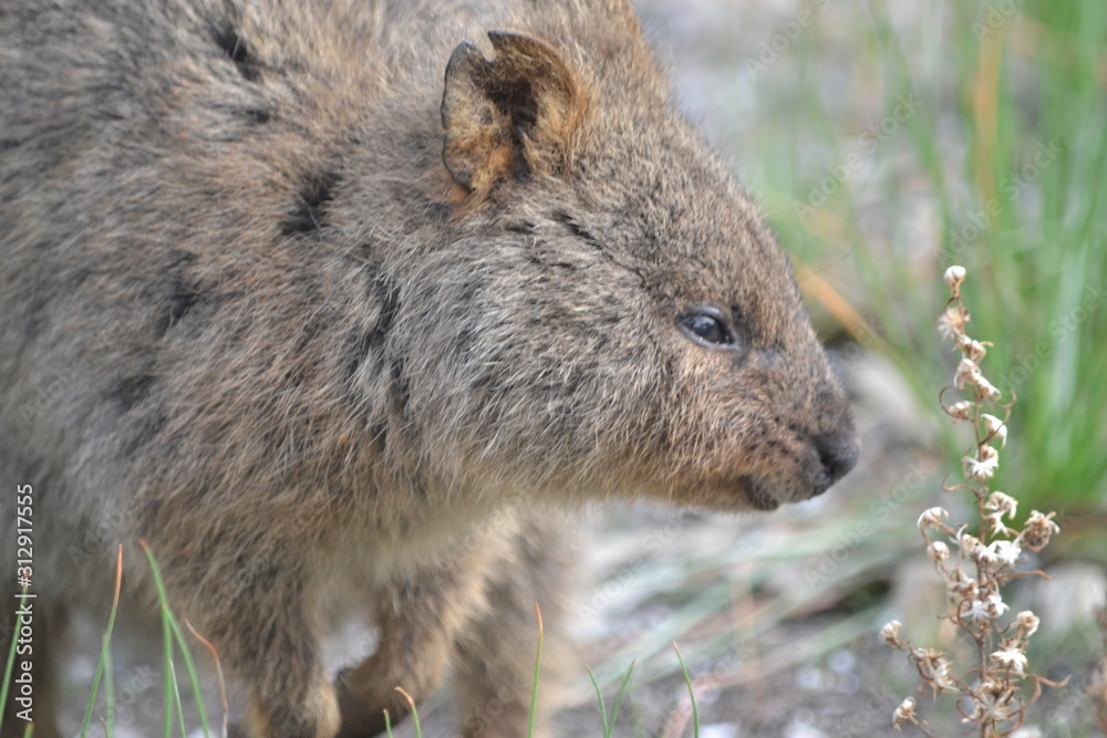 Marsupial wocker on rotnest island Marsupial wocker on rotnest island