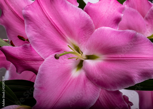 Close-up of pink liles flowers.  Common names for species in this genus include fairy lily rainflower zephyr lily magic lily Atamasco lily and rain lily. photo