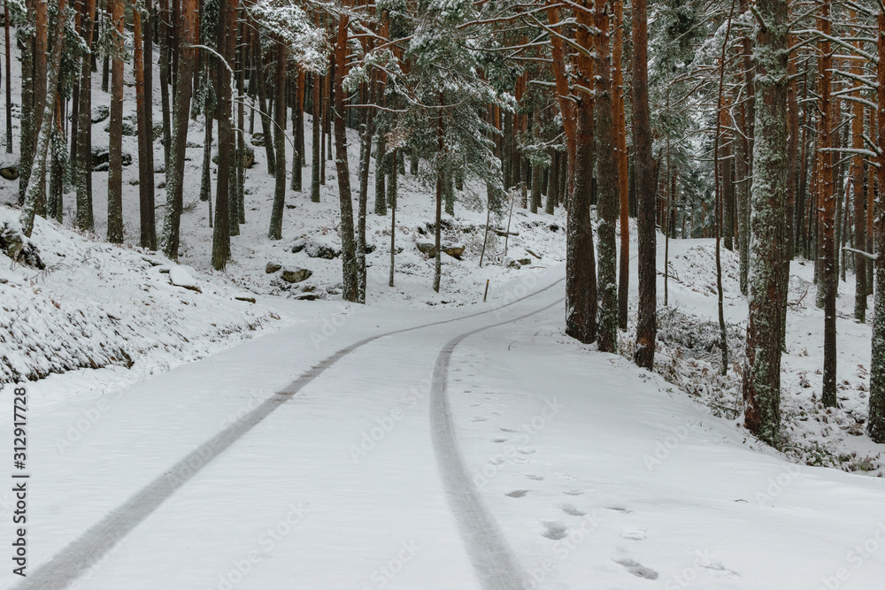 road in winter forest snow