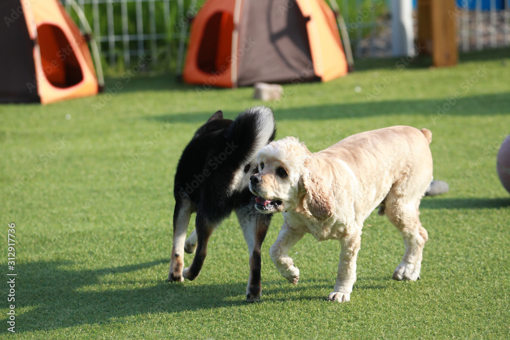 Happy puppies in a private playground Happy puppies in a private playground