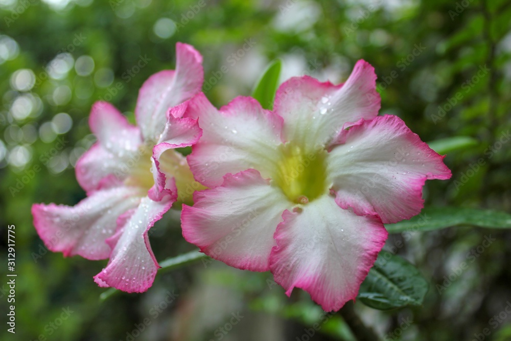 Adenium obesum or desert rose. Adenium tree has a beautiful flower and it is a medicinal herbs. Adenium obesum or desert rose. Adenium tree has a beautiful flower and it is a medicinal herbs.
