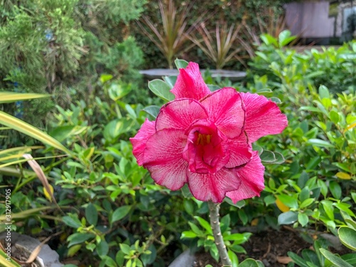 Adenium obesum or desert rose. Adenium tree has a beautiful flower and it is a medicinal herbs. photo