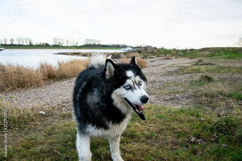 Husky dog walking towards owner and looking into the camera