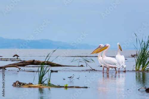 WHITE PELICAN, Chamo lake, Naciones, Etiopia, Africa photo