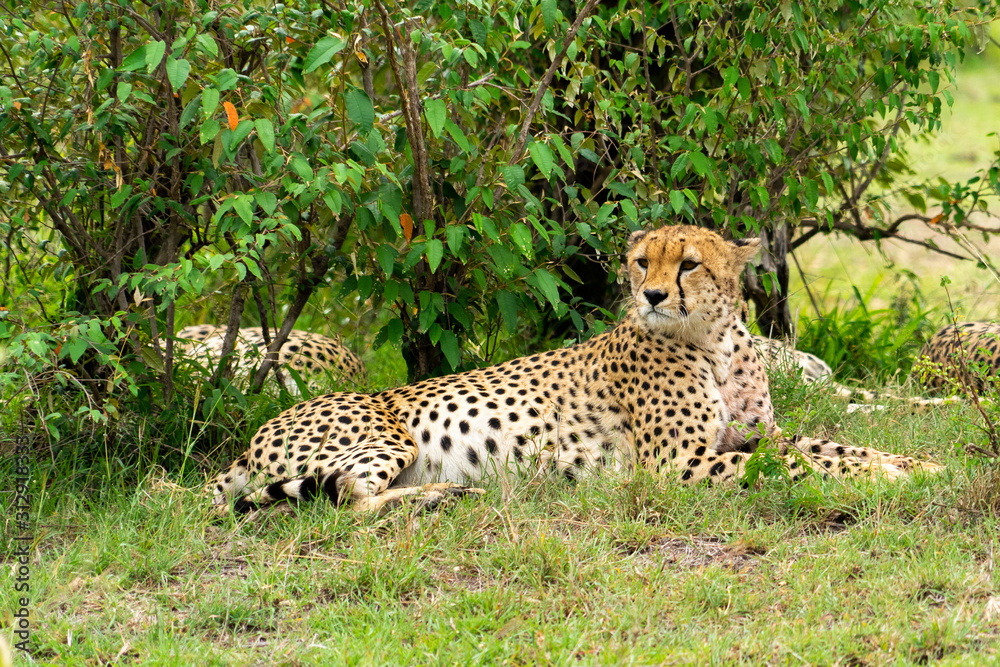Wild african Cheetahs in Masai Mara National Park Wild african Cheetahs in Masai Mara National Park
