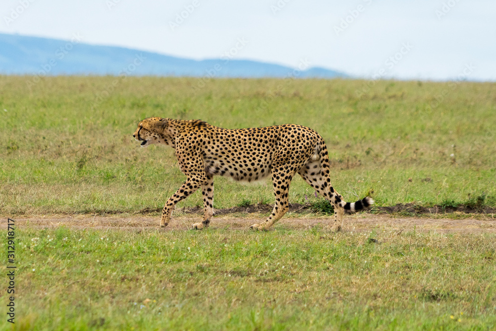 Wild african Cheetahs in Masai Mara National Park