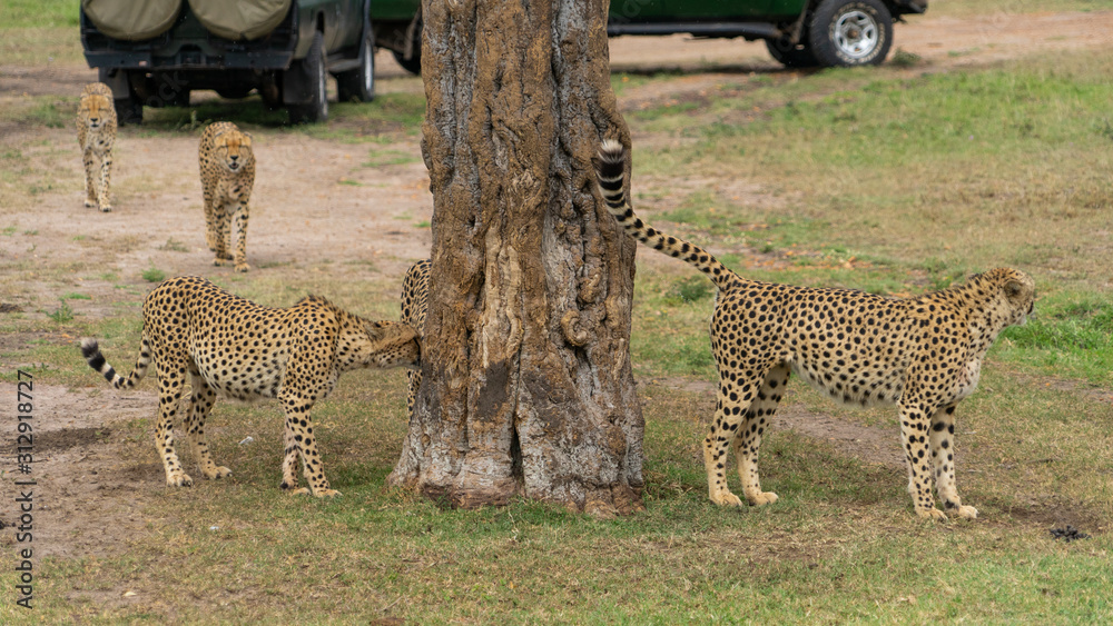 Obraz premium Wild african Cheetahs in Masai Mara National Park