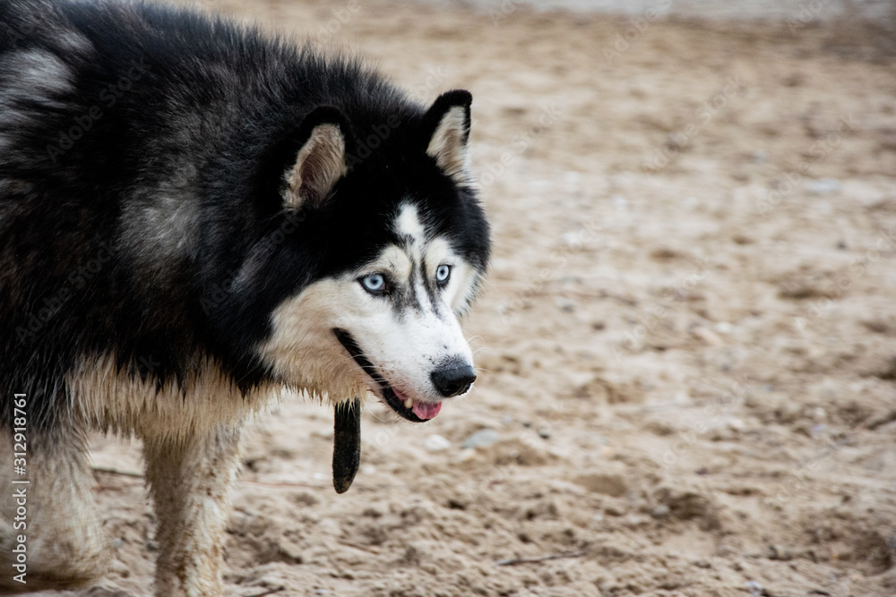 Husky dog portrait at the beach