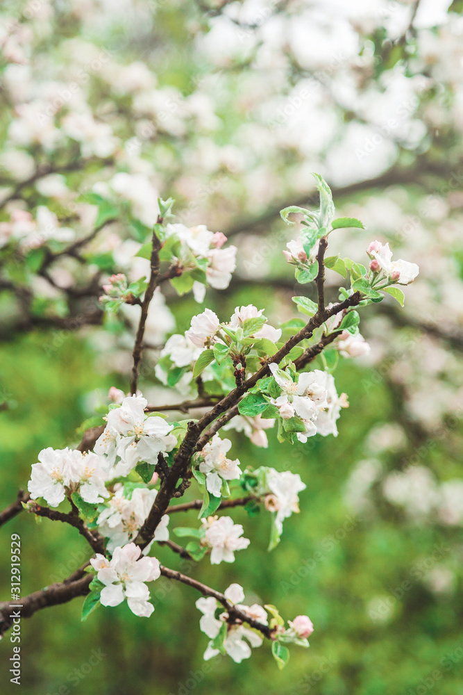 white flowers of apple tree on a branch in spring after rain white flowers of apple tree on a branch in spring after rain
