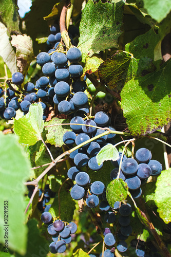 bunches of Isabella grapes ripen in the sun, close-up photo