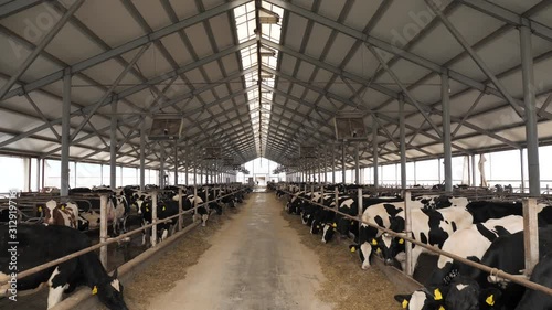 Panoramic view of the cow farm interior