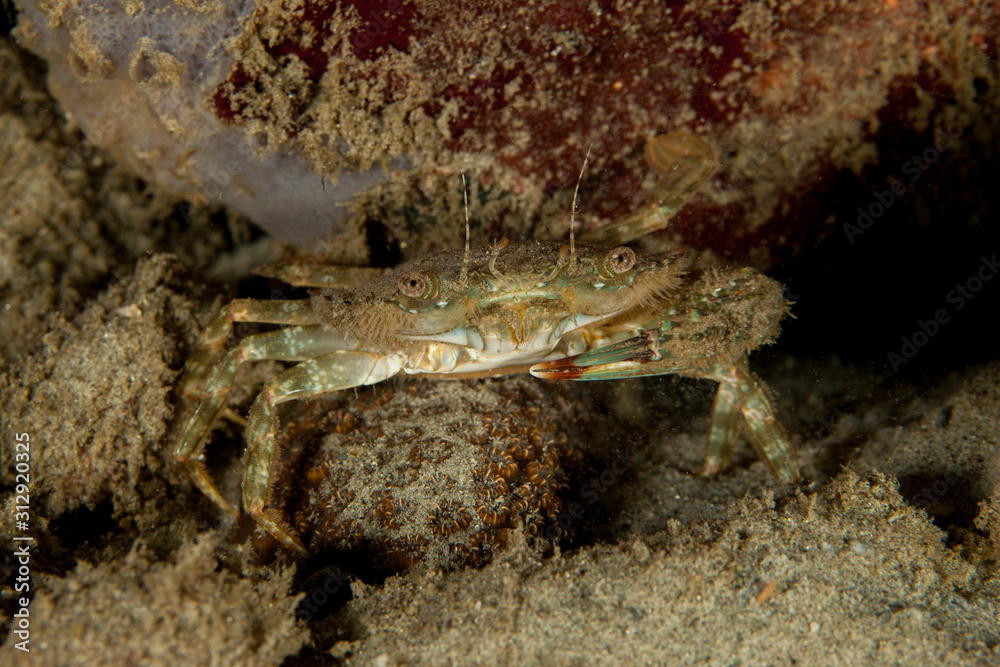 The surprising underwater world of the Indian and Pacifical Oceans