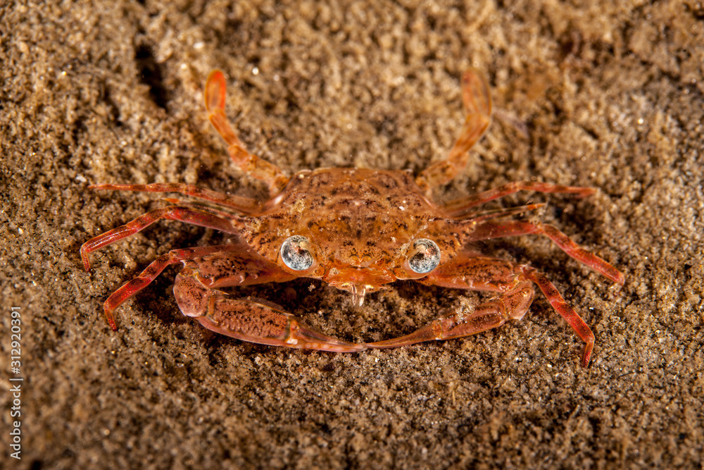 The surprising underwater world of the Indian and Pacifical Oceans The surprising underwater world of the Indian and Pacifical Oceans