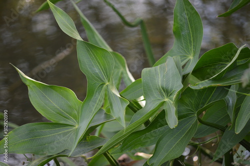 sagittaria photo