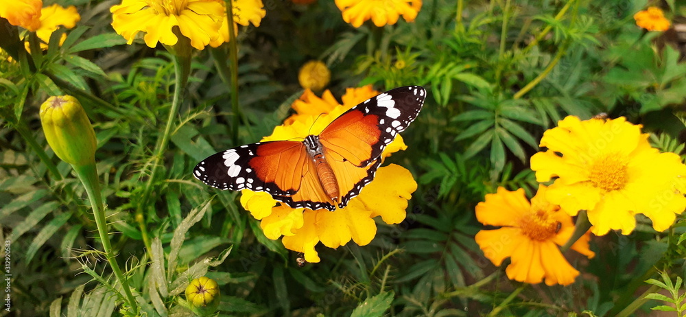 butterfly on flower