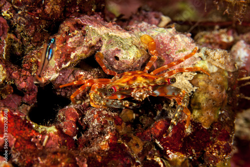 The surprising underwater world of the Indian and Pacifical Oceans