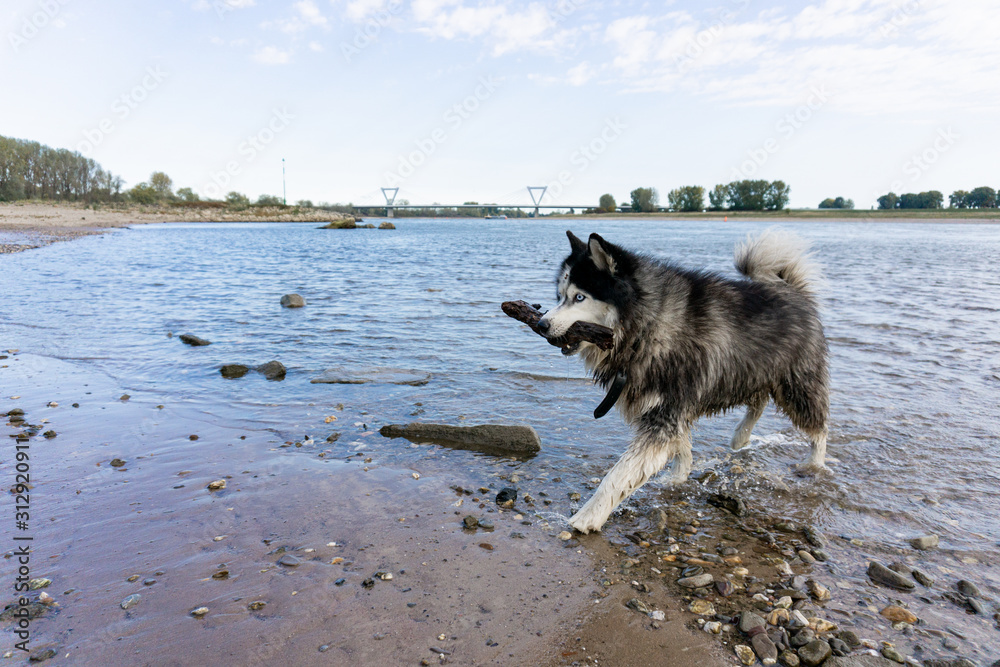 Husky dog walking through water and playing