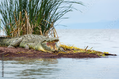 NILE CROCODILE, Chamo lake, Naciones, Etiopia, Africa photo