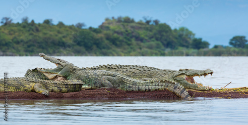 NILE CROCODILE, Chamo lake, Naciones, Etiopia, Africa photo