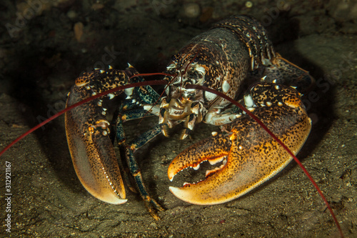 The surprising underwater world of the Indian and Pacifical Oceans