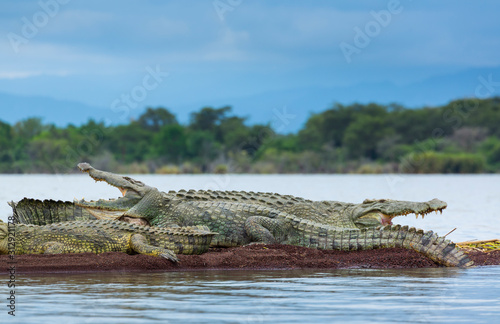 NILE CROCODILE, Chamo lake, Naciones, Etiopia, Africa photo