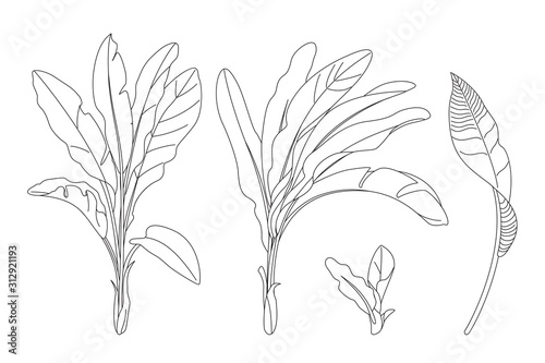 vector hand drawn plant clipart