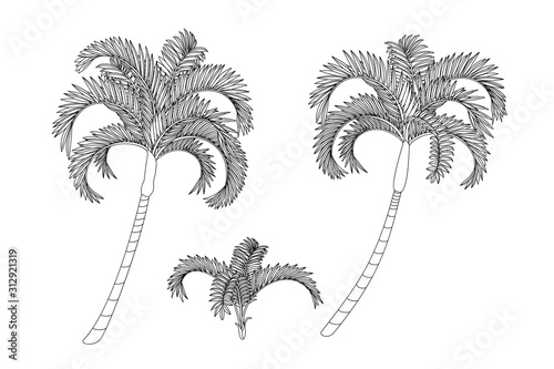vector handdrawn plant clipart