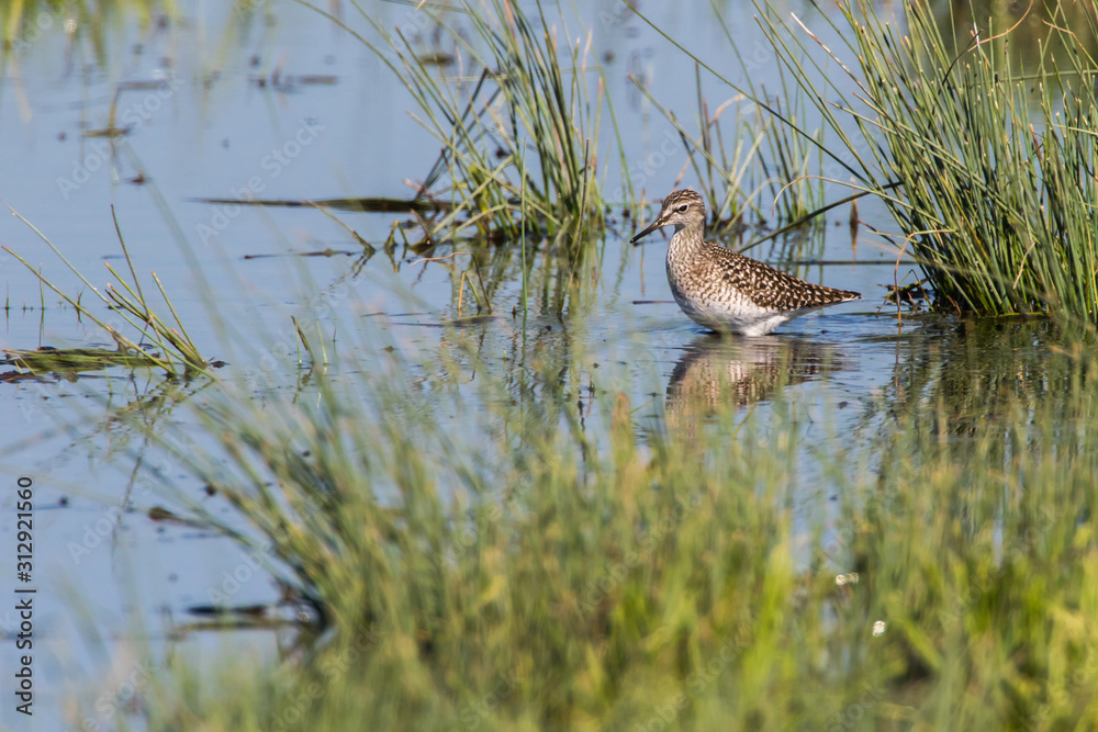 Wood sandpiper (Tringa glareola)