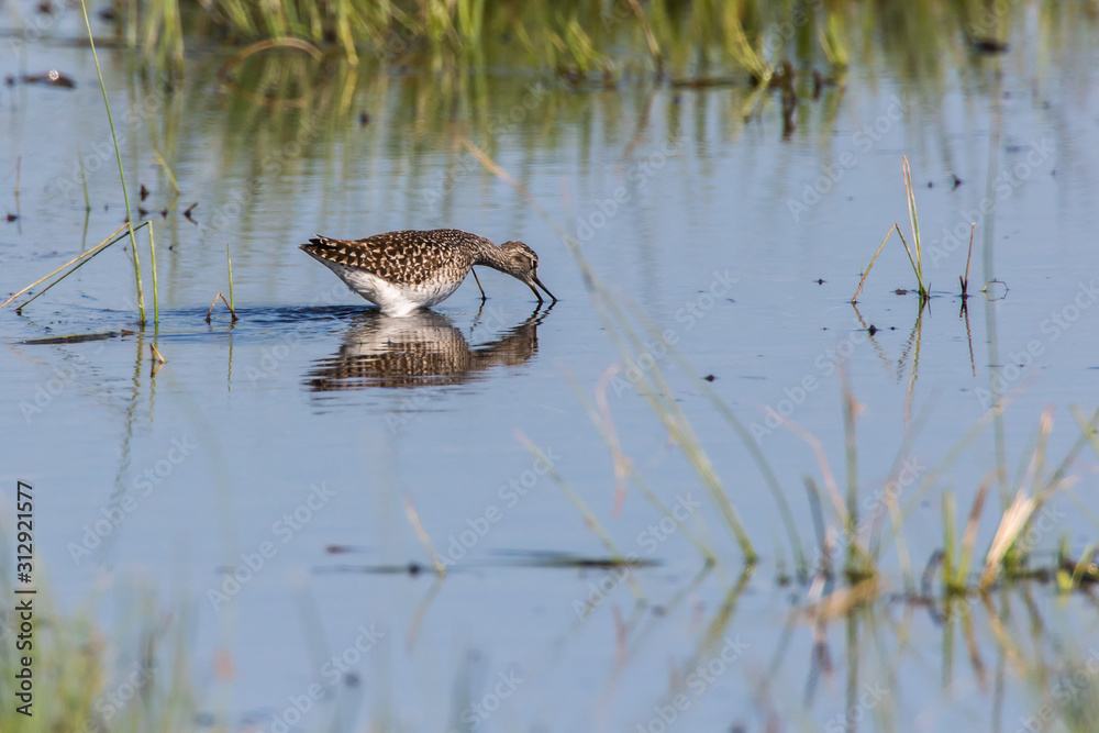 Wood sandpiper (Tringa glareola)